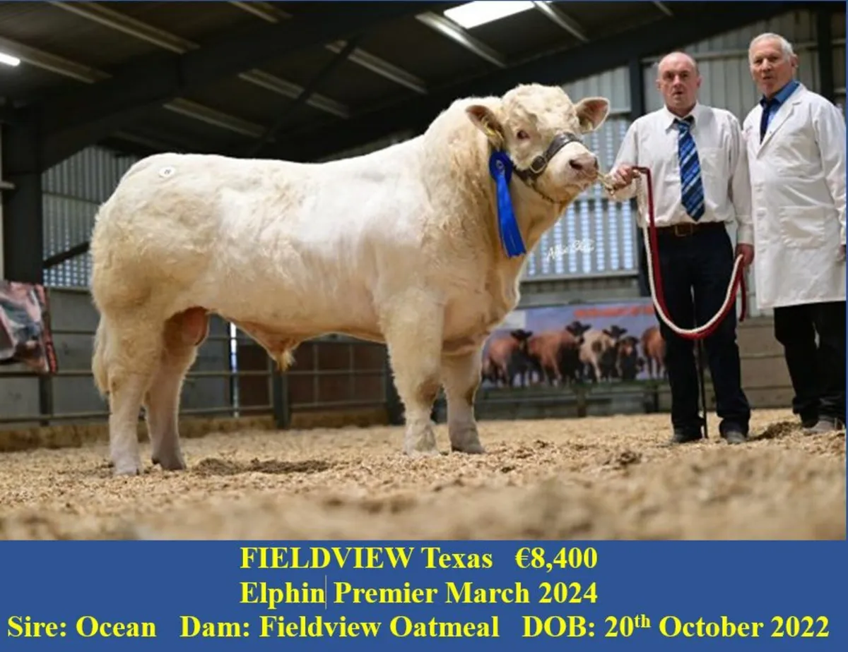 Top Quality Charolais Bull and Heifer For Sale - Image 3