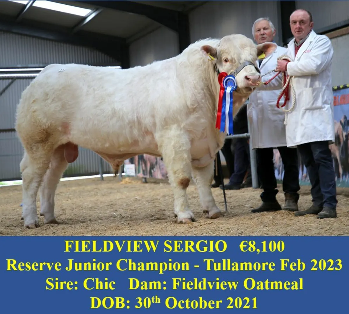 Top Quality Charolais Bull and Heifer For Sale - Image 4