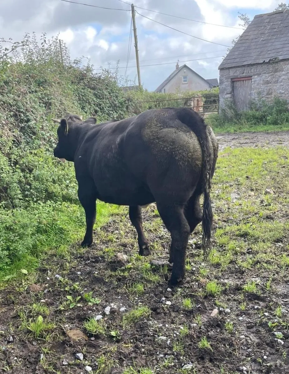 One Organic Heifer for sale - Image 1