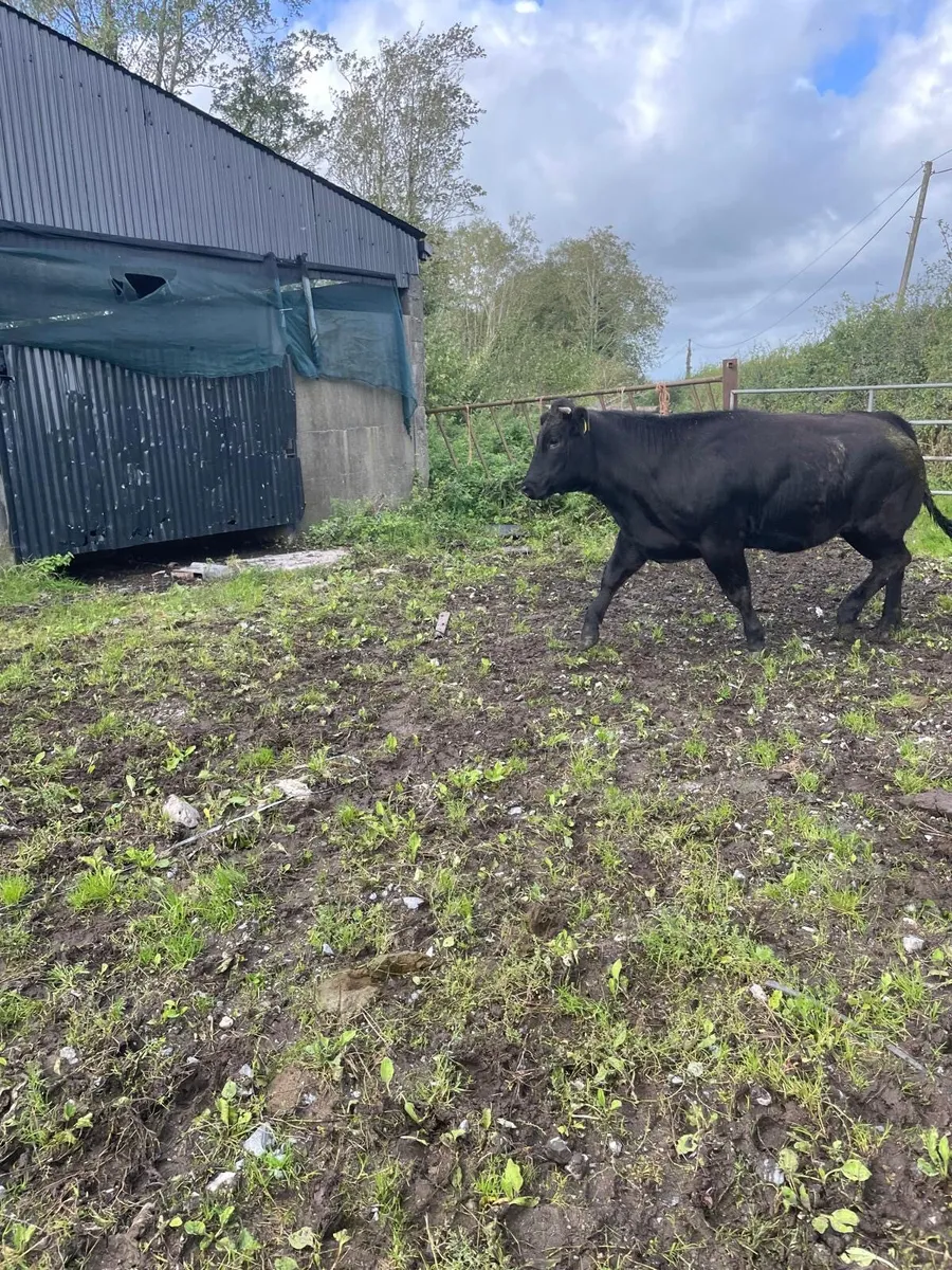 One Organic Heifer for sale - Image 4