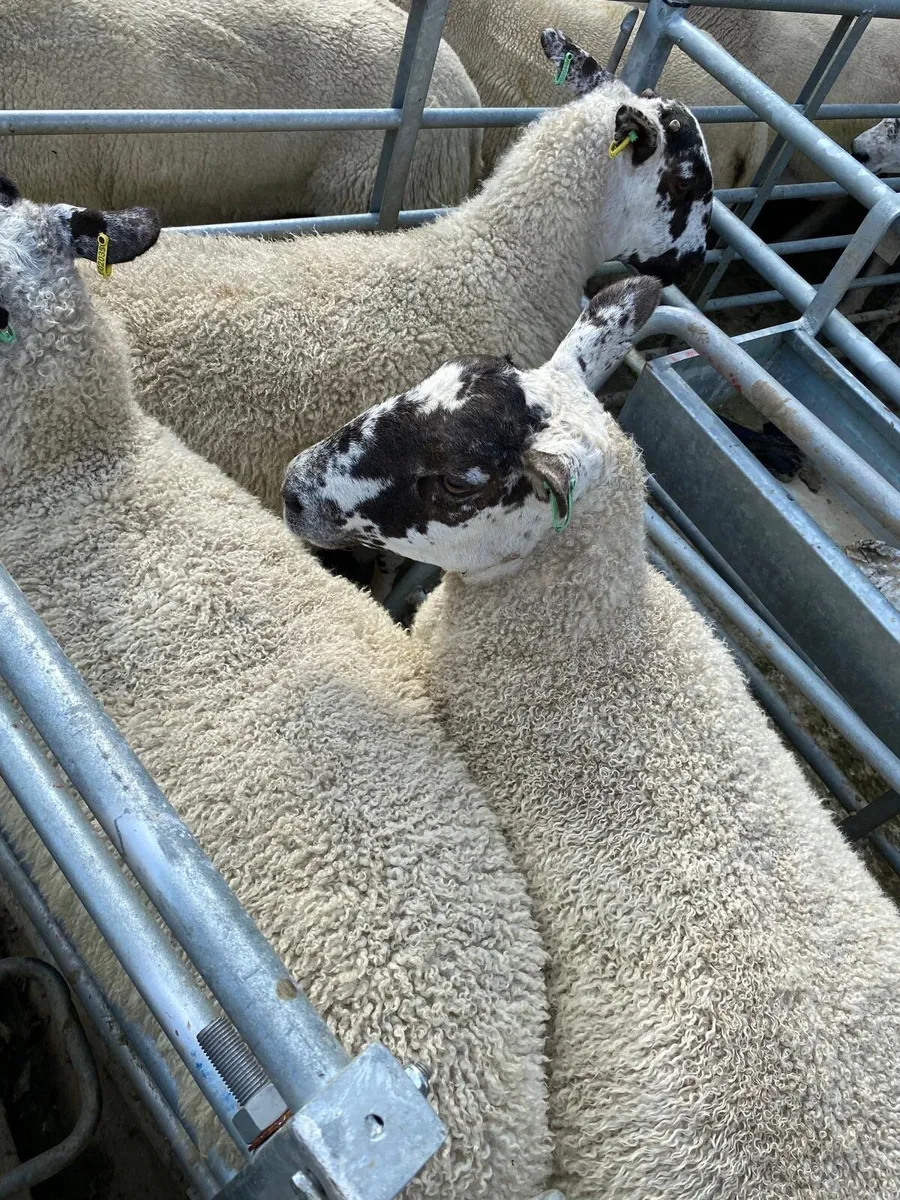 Sheep - Image 1