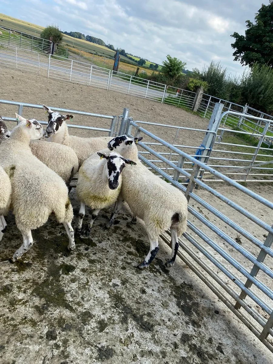 Sheep - Image 2