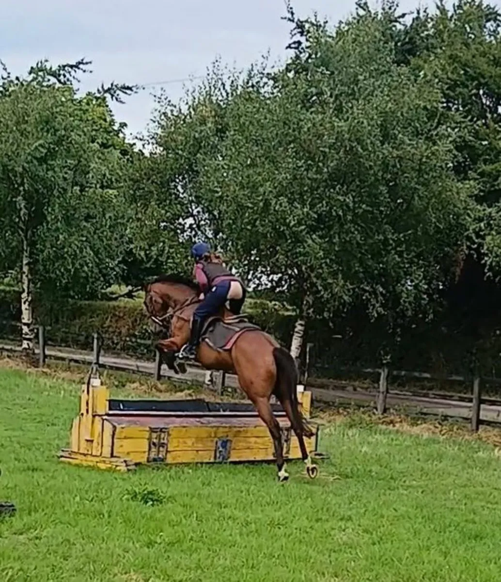 Horse - Image 1