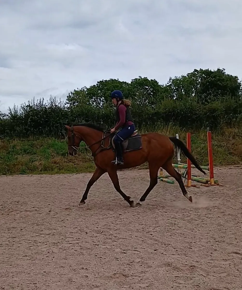 Horse - Image 2