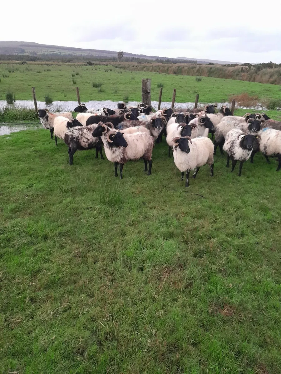 Sheep - Image 1