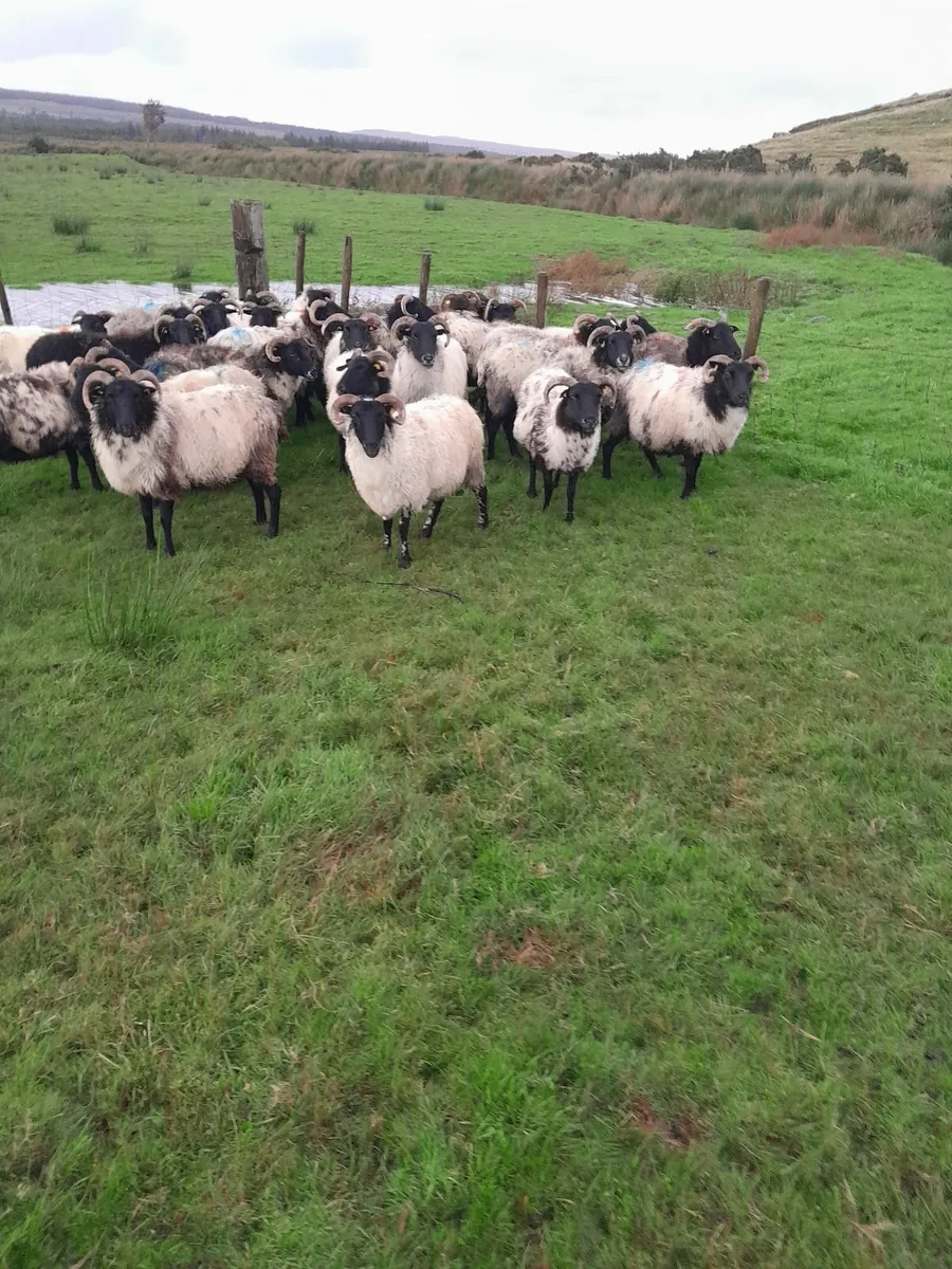 Sheep - Image 2