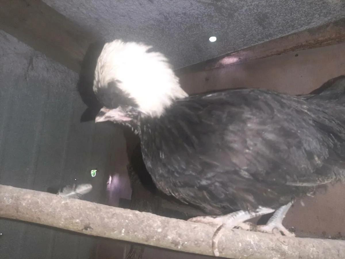 Poultry - Image 1
