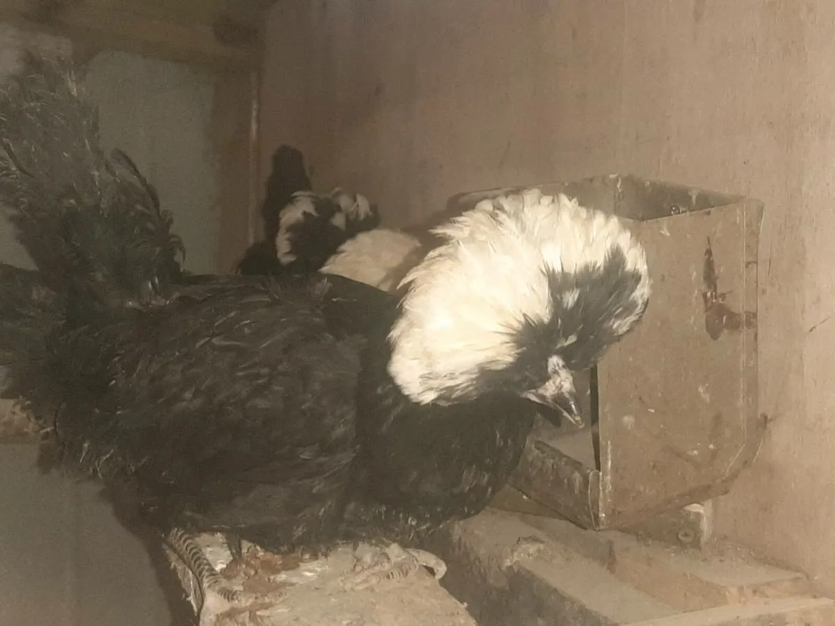 Poultry - Image 2