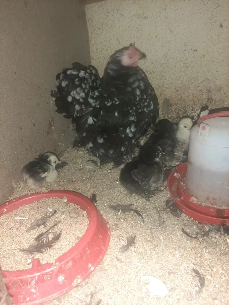 Poultry - Image 3
