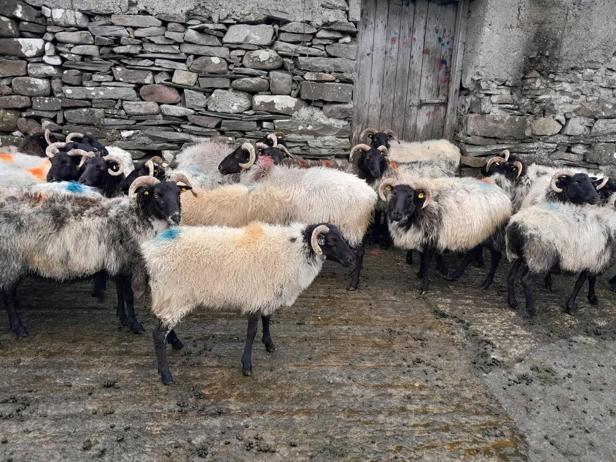 Sheep - Image 3