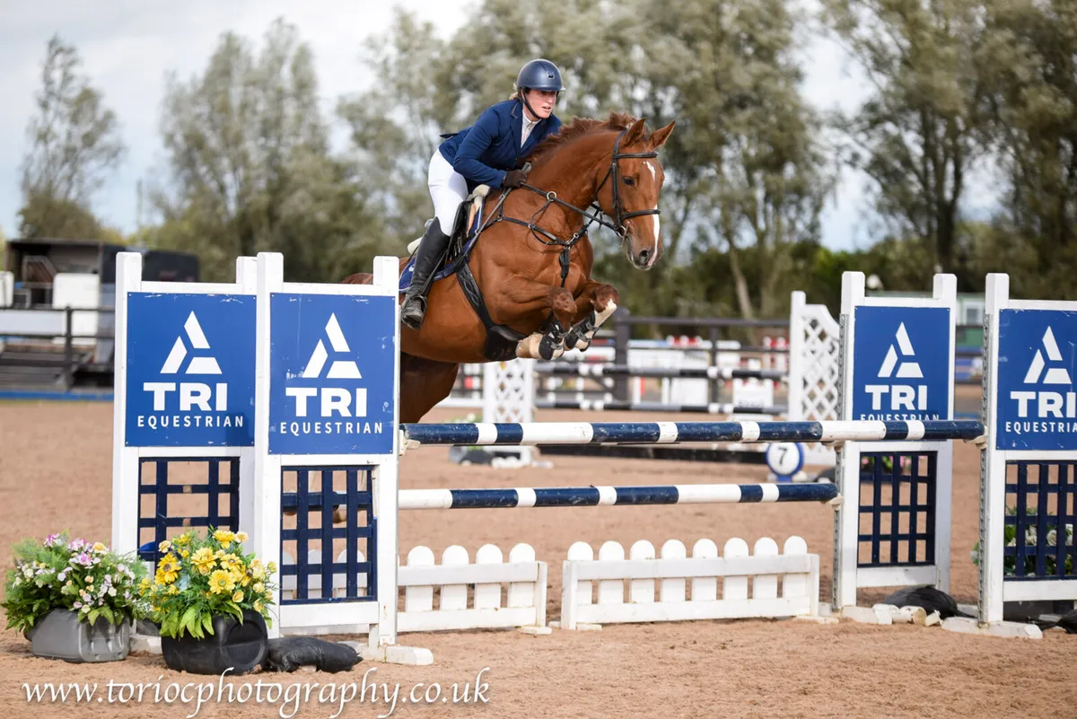 6yr old mare - Image 1