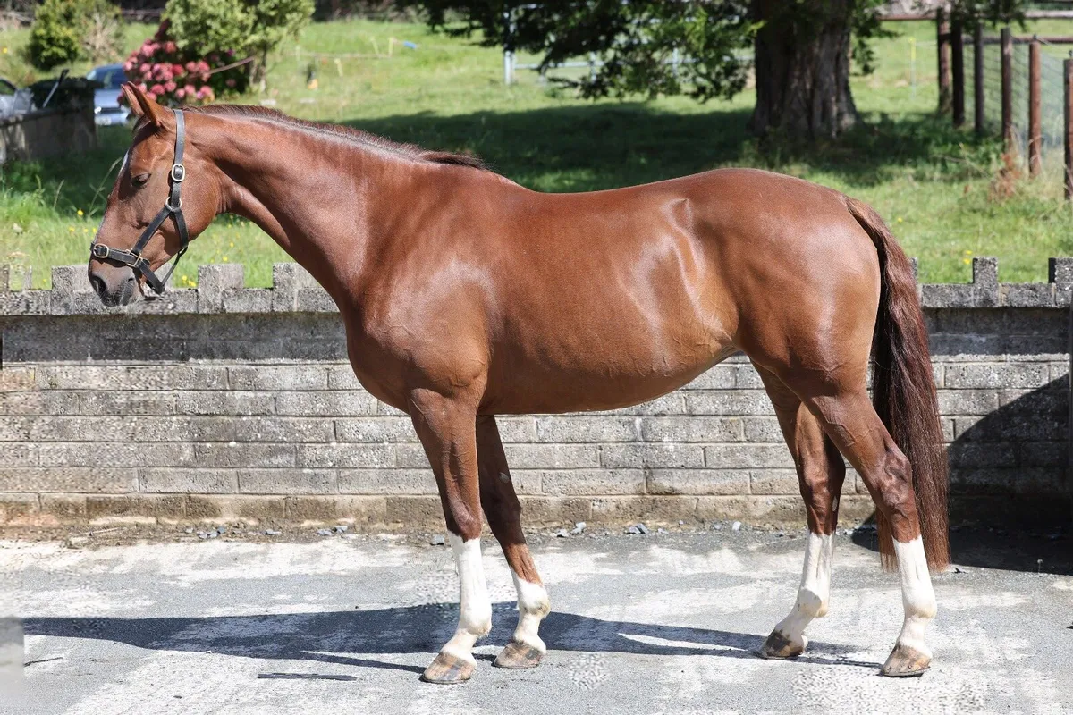 6yr old mare - Image 3