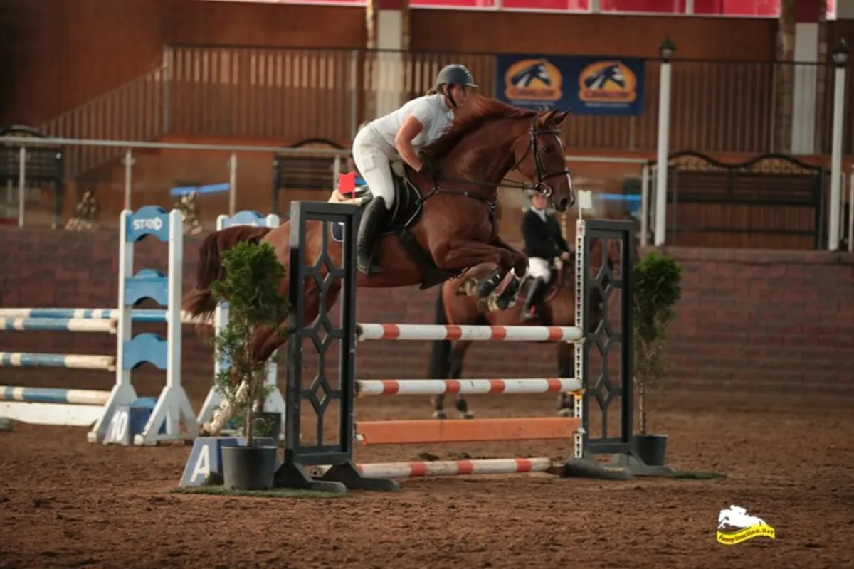 6yr old mare - Image 4