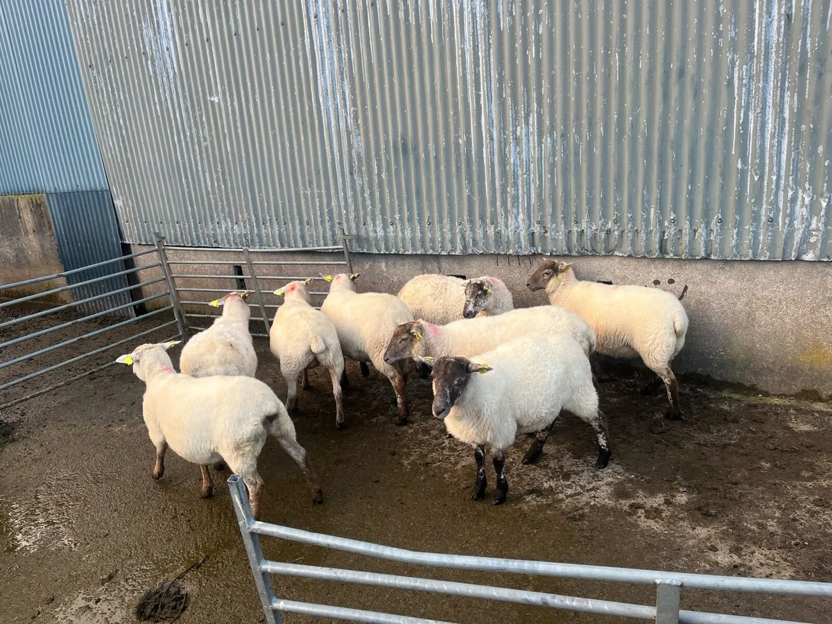 Hill tex ewes and hilltex lambs - Image 1