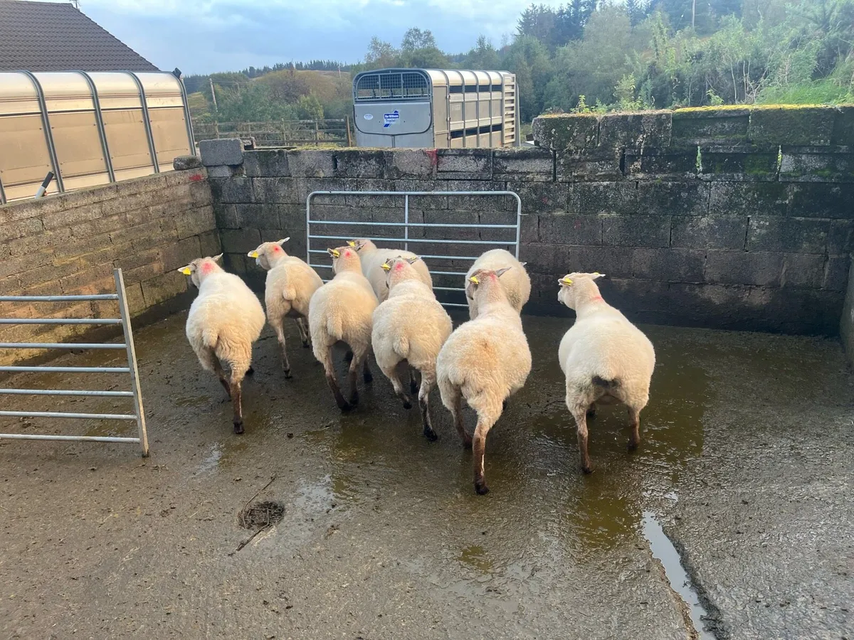 Hill tex ewes and hilltex lambs - Image 2