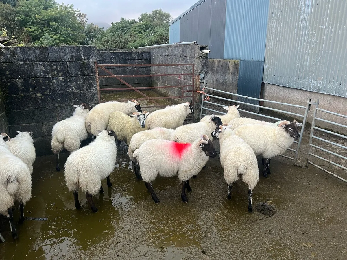 hilltex lambs - Image 1