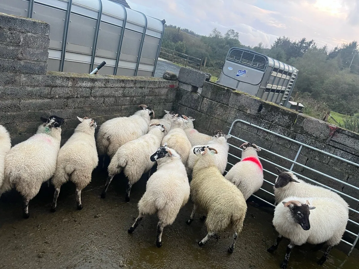 hilltex lambs - Image 2
