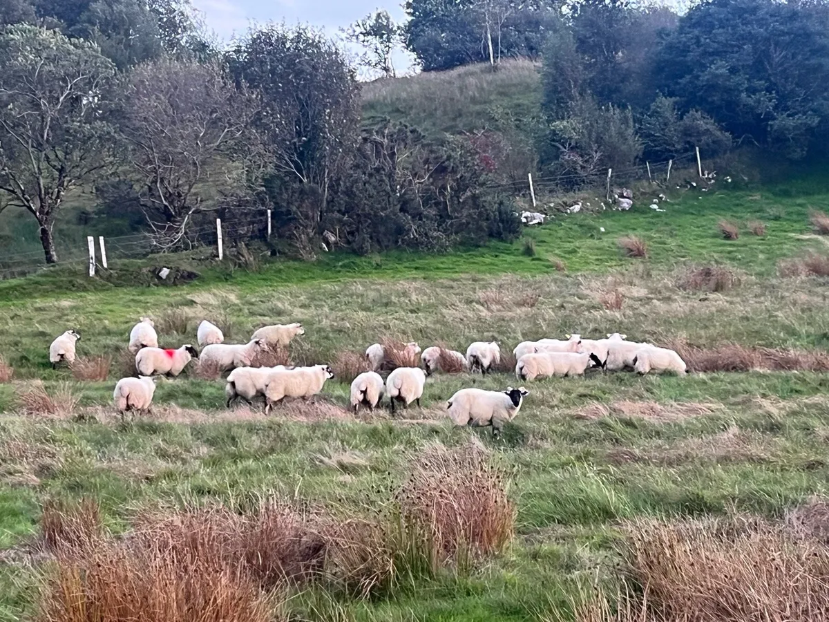 hilltex lambs - Image 3