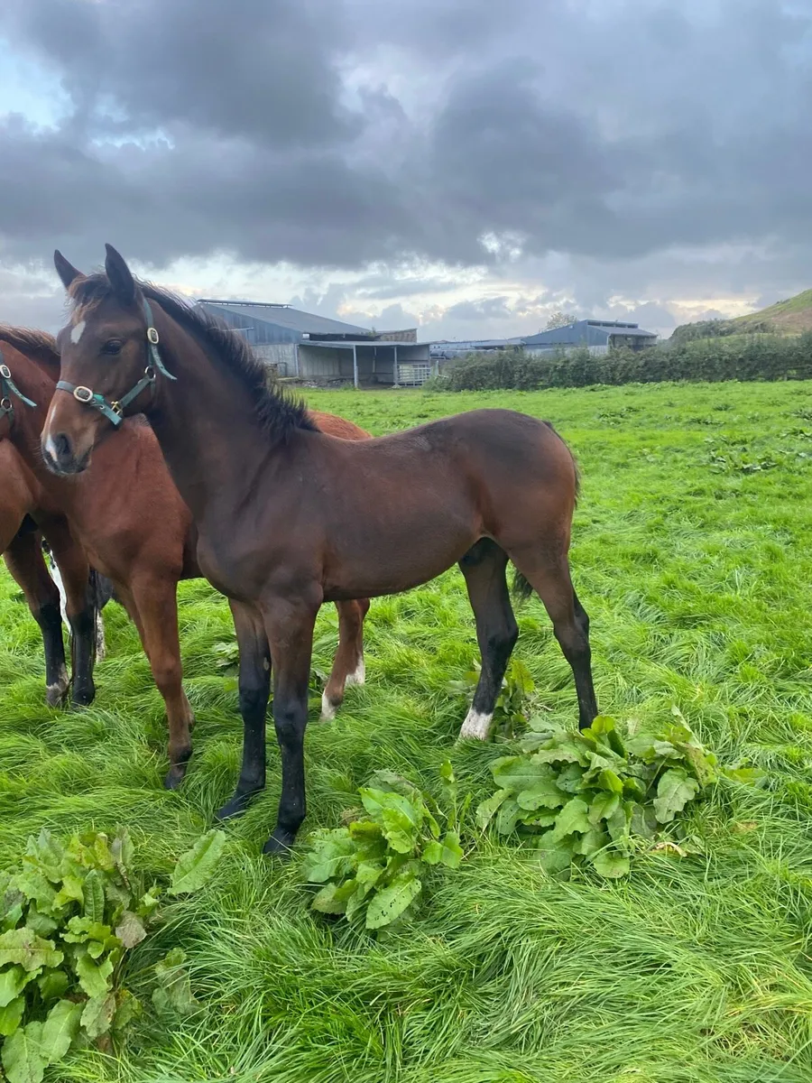 Colt Foal By Sligo Candy Boy - Image 1