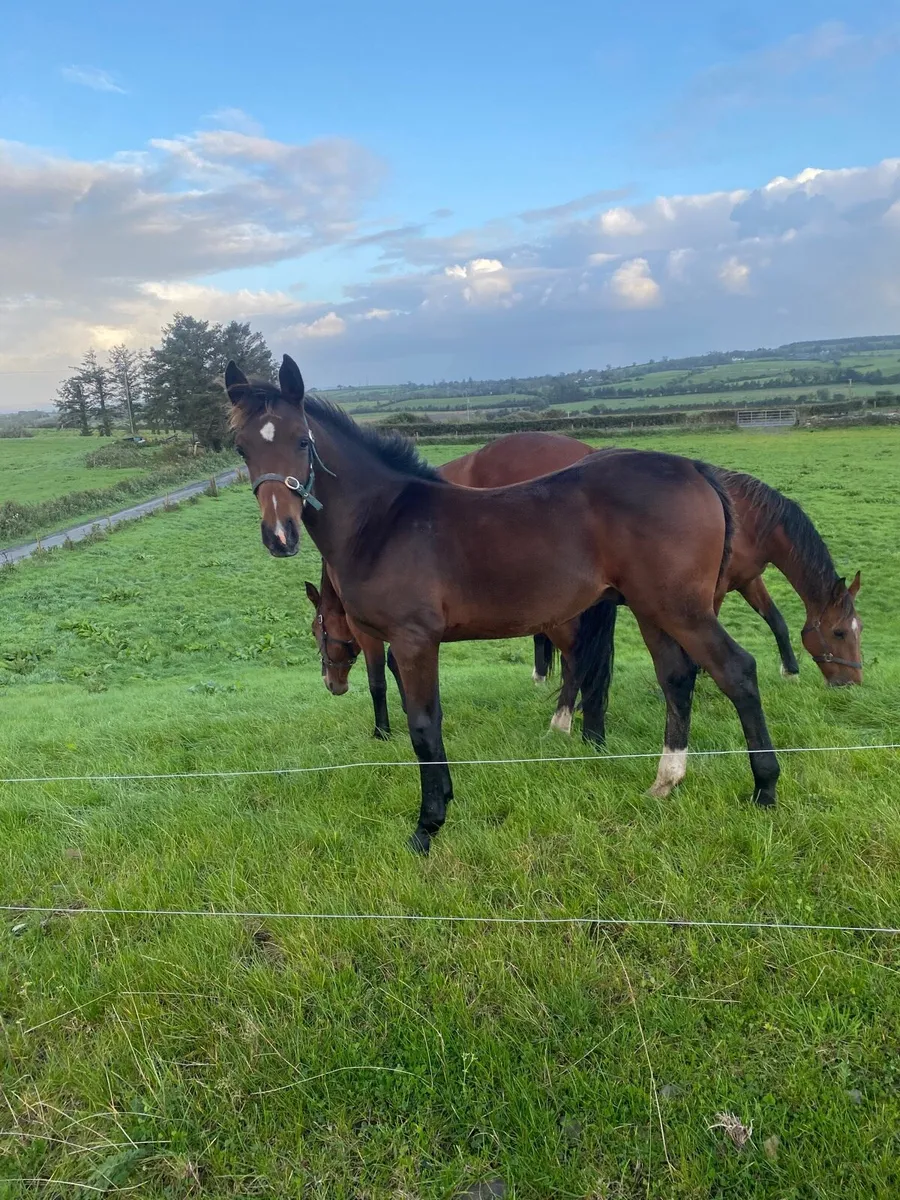 Colt Foal By Sligo Candy Boy - Image 2