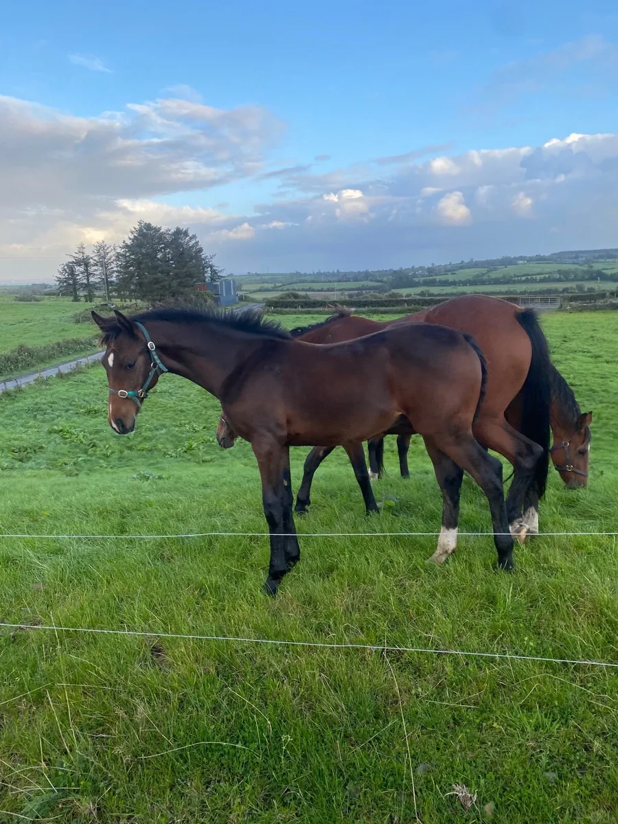 Colt Foal By Sligo Candy Boy - Image 3