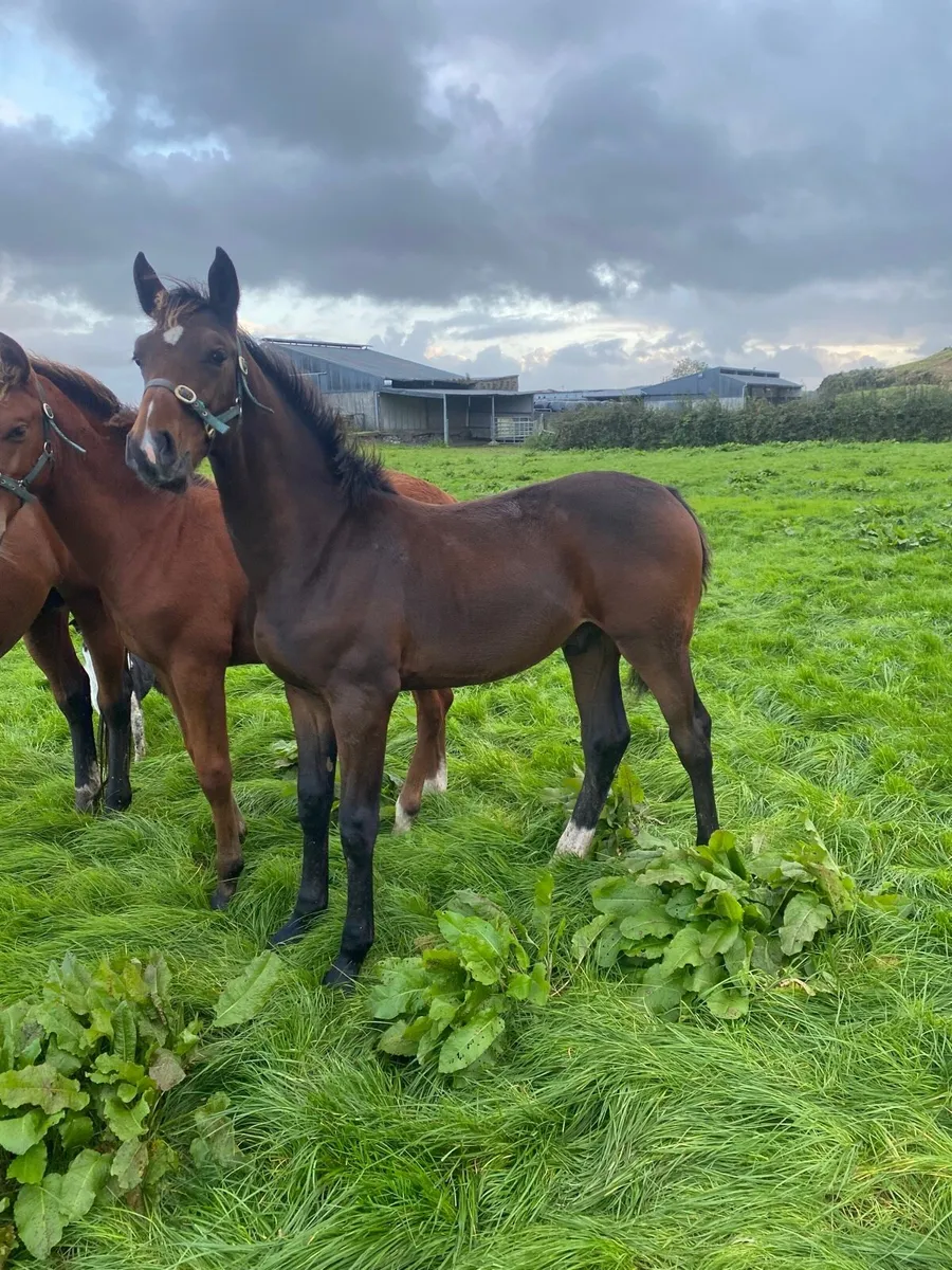 Colt Foal By Sligo Candy Boy - Image 4