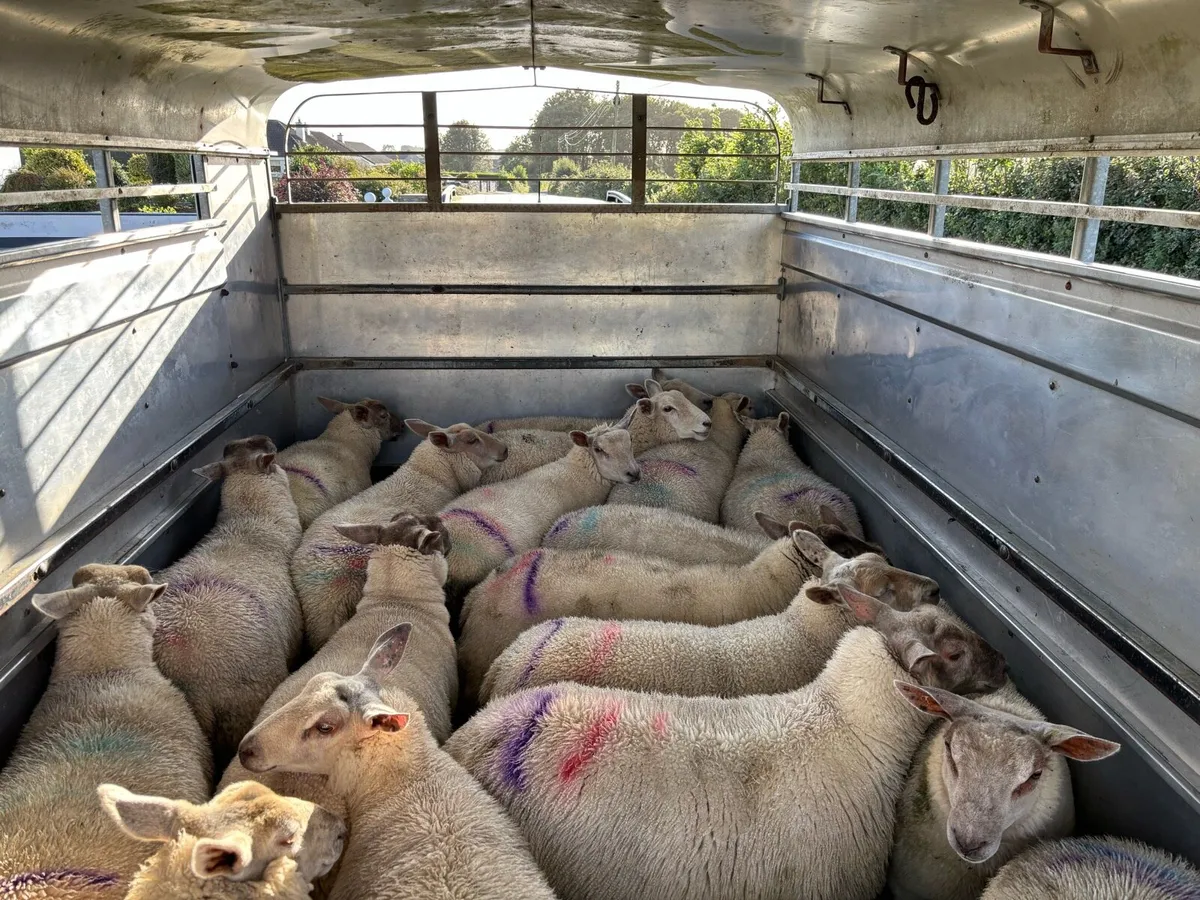 Ewe Lambs - Image 2