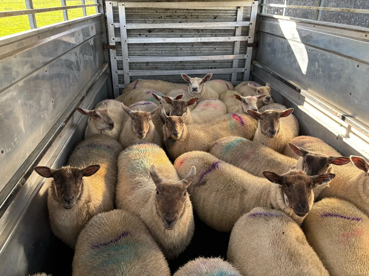 Ewe Lambs - Image 1