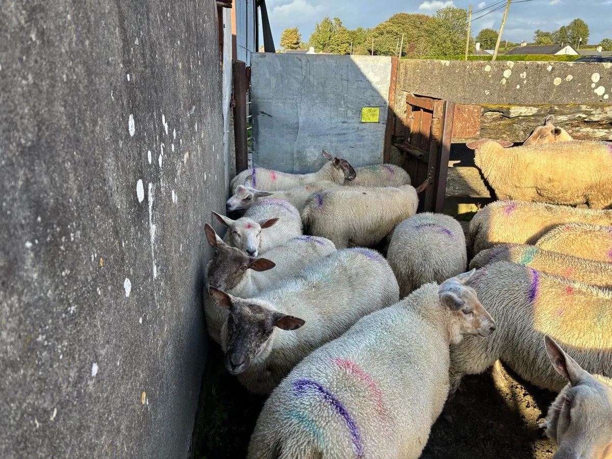 Ewe Lambs - Image 4