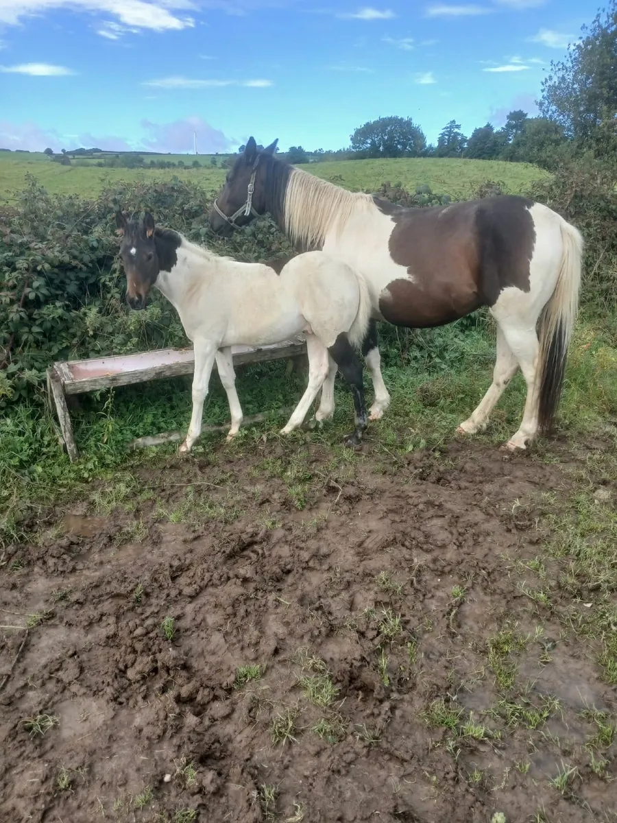 Colt Foal - Image 1