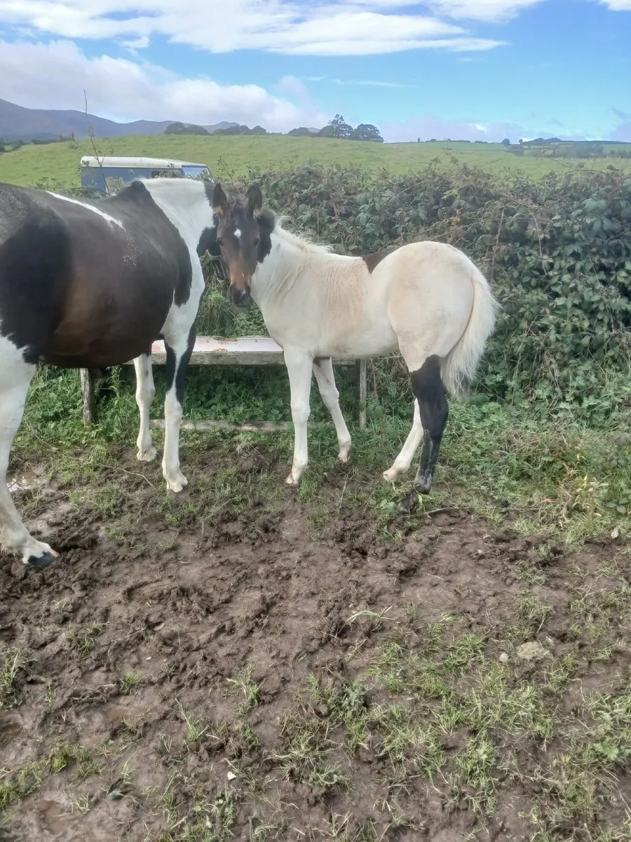 Colt Foal - Image 2
