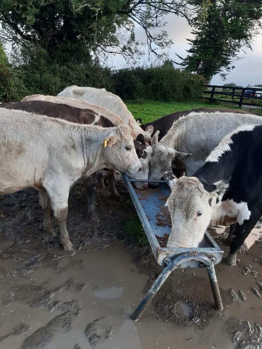 Organic Heifers and Bullocks for sale - Image 1