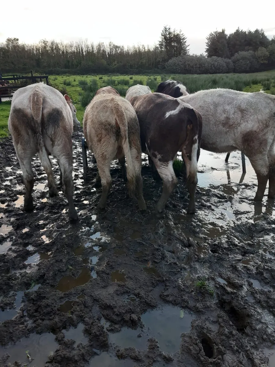 Organic Heifers and Bullocks for sale - Image 2