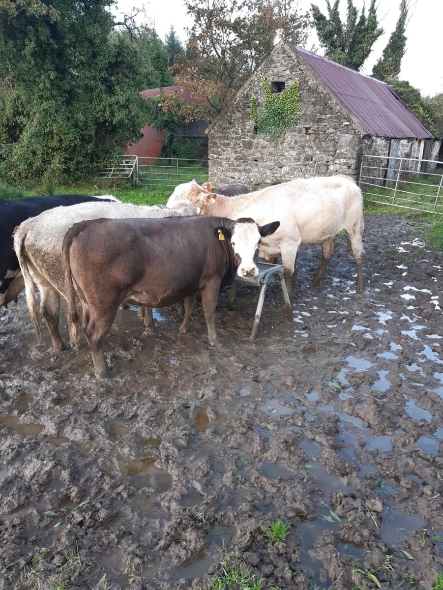 Organic Heifers and Bullocks for sale - Image 3