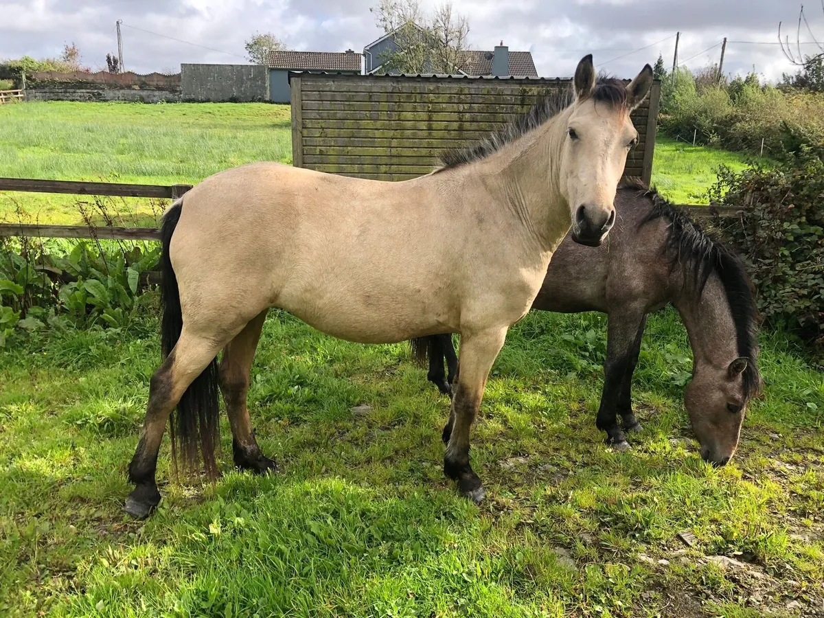 Dun mare pony - Image 2