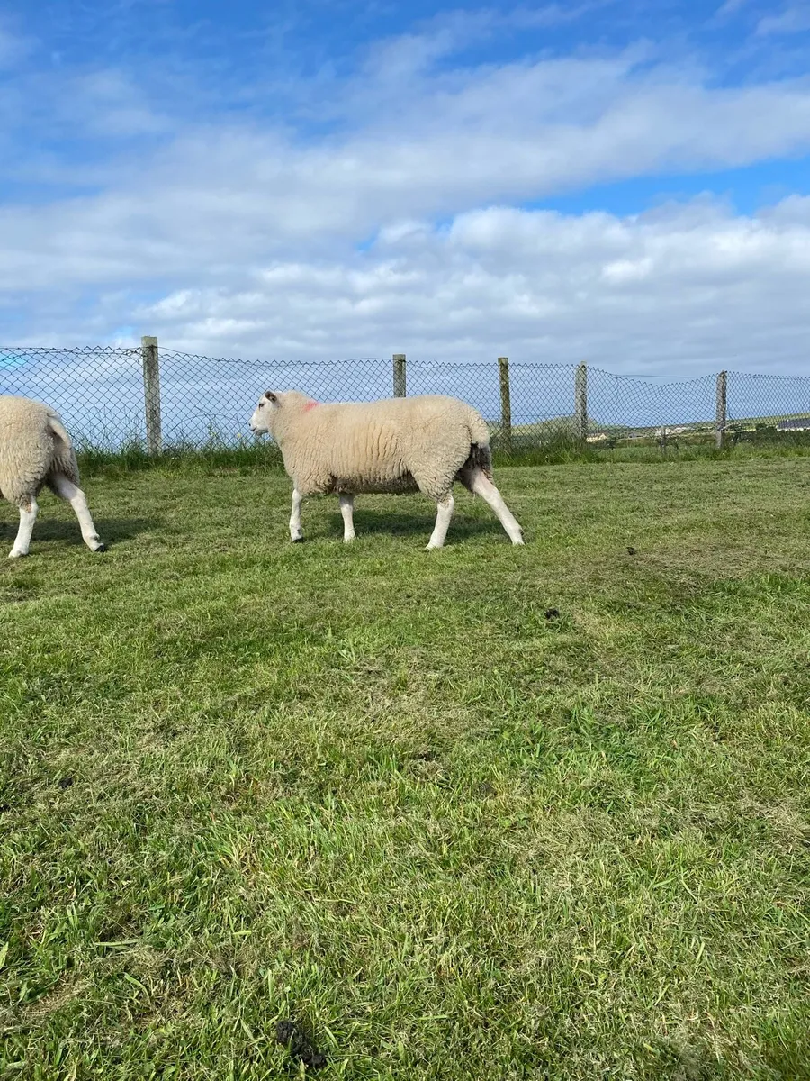 ⭐️⭐️SIS Rams ⭐️⭐️ - Image 4