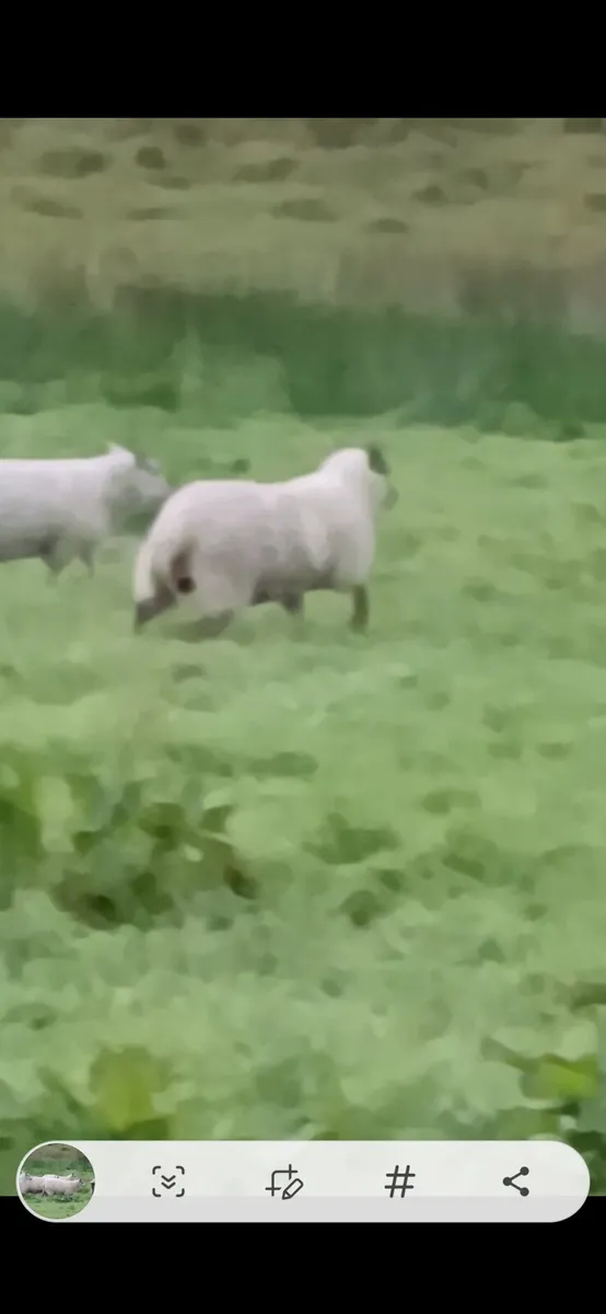 Full Organic Bleu Du Maine Cross Ewe Lambs - Image 1