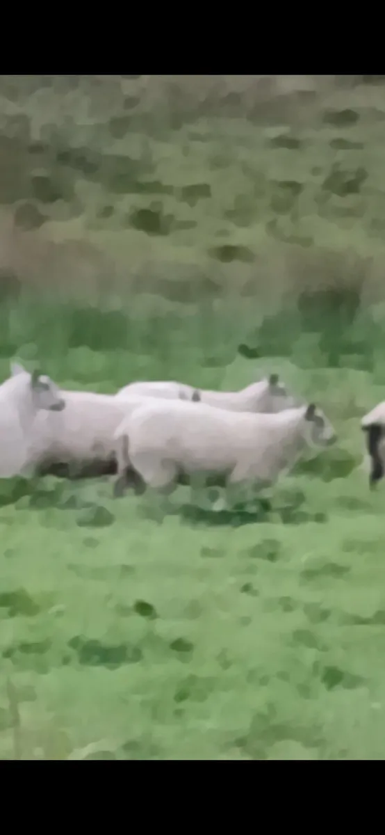 Full Organic Bleu Du Maine Cross Ewe Lambs - Image 2