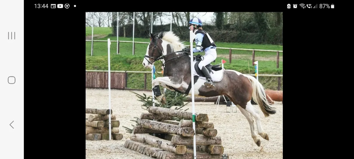 Attractive Coloured Mare - Image 2