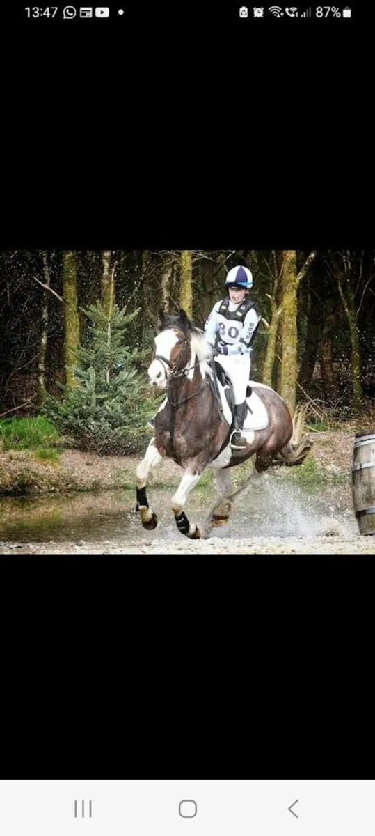 Attractive Coloured Mare - Image 3