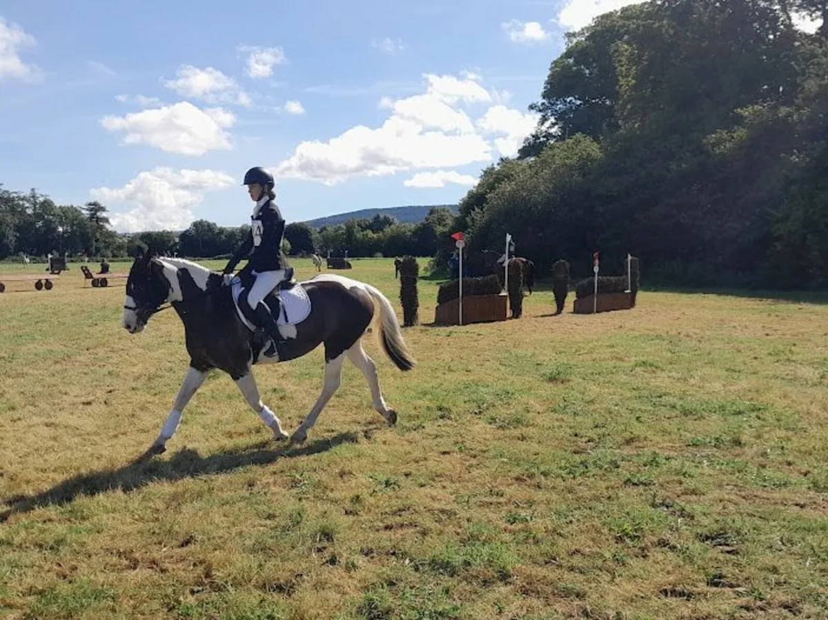 Attractive Coloured Mare - Image 4