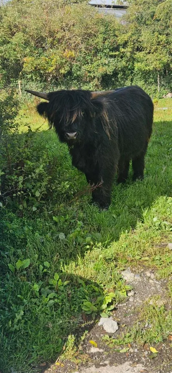 Registered Scottish Highland Bull - Image 1