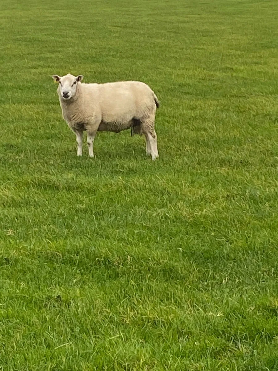 SIS Rams - Image 3