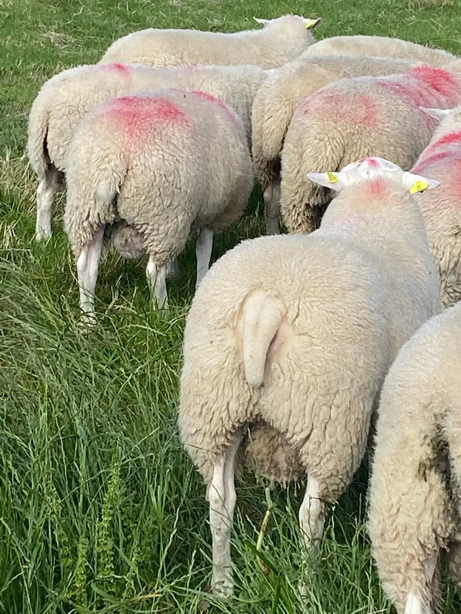 SIS Rams - Image 4