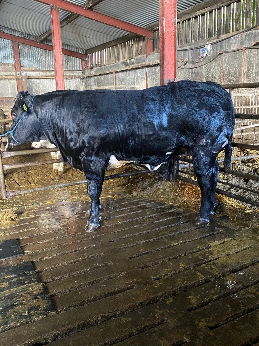 Blue show/breeding heifer - Image 1