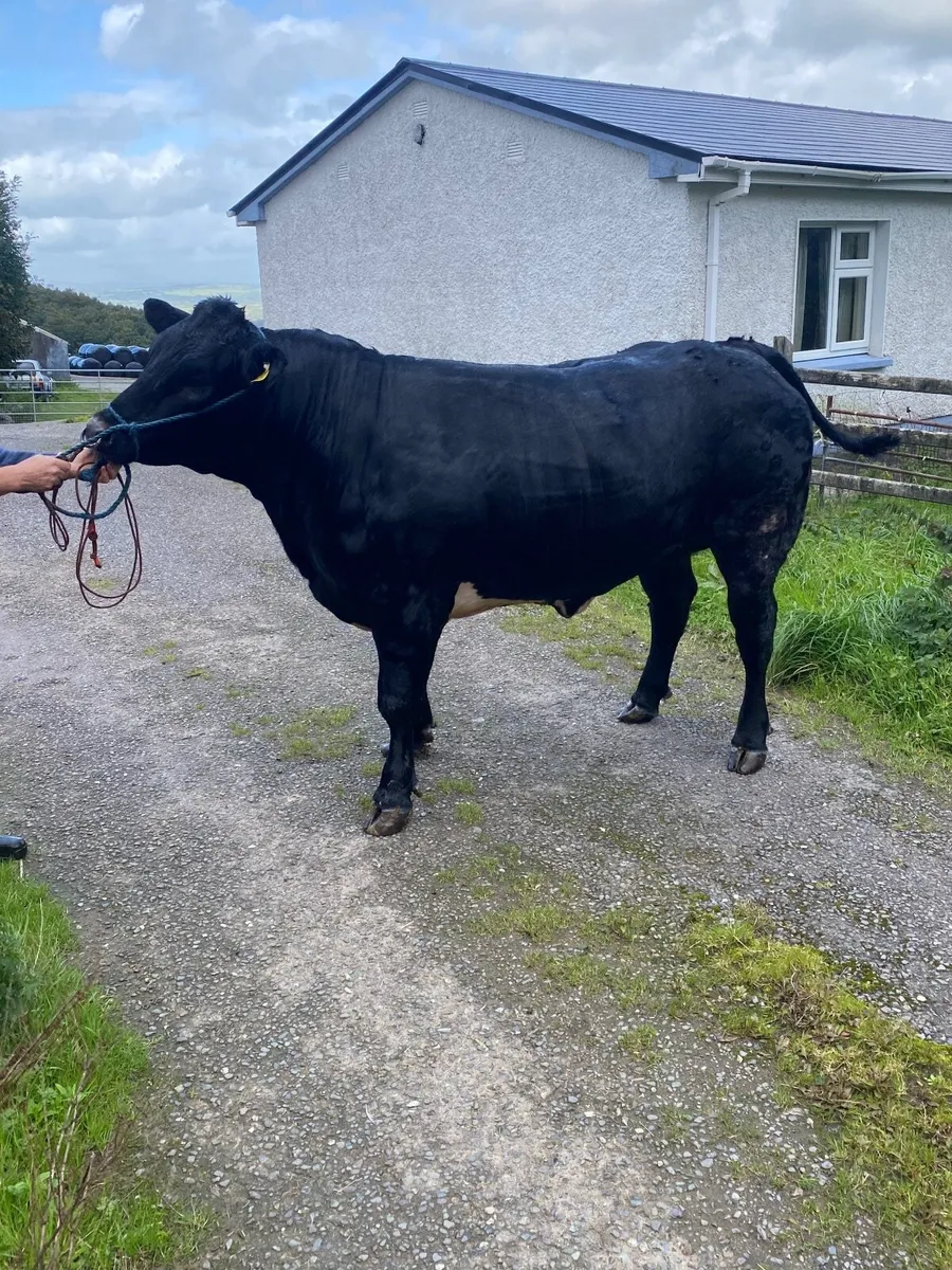 Blue show/breeding heifer - Image 2