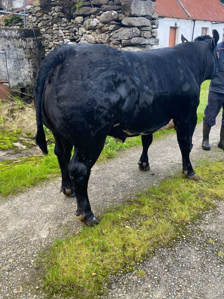 Blue show/breeding heifer - Image 3