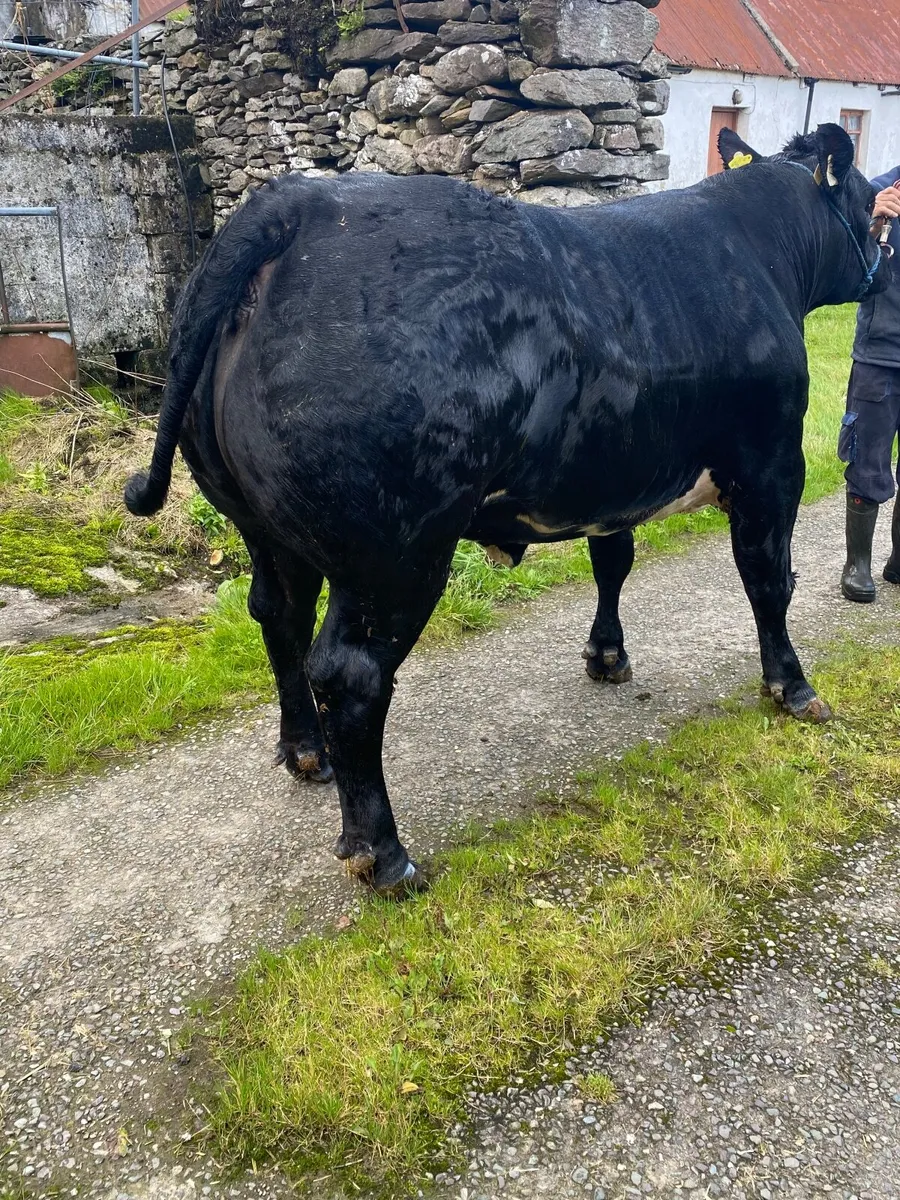 Blue show/breeding heifer - Image 4