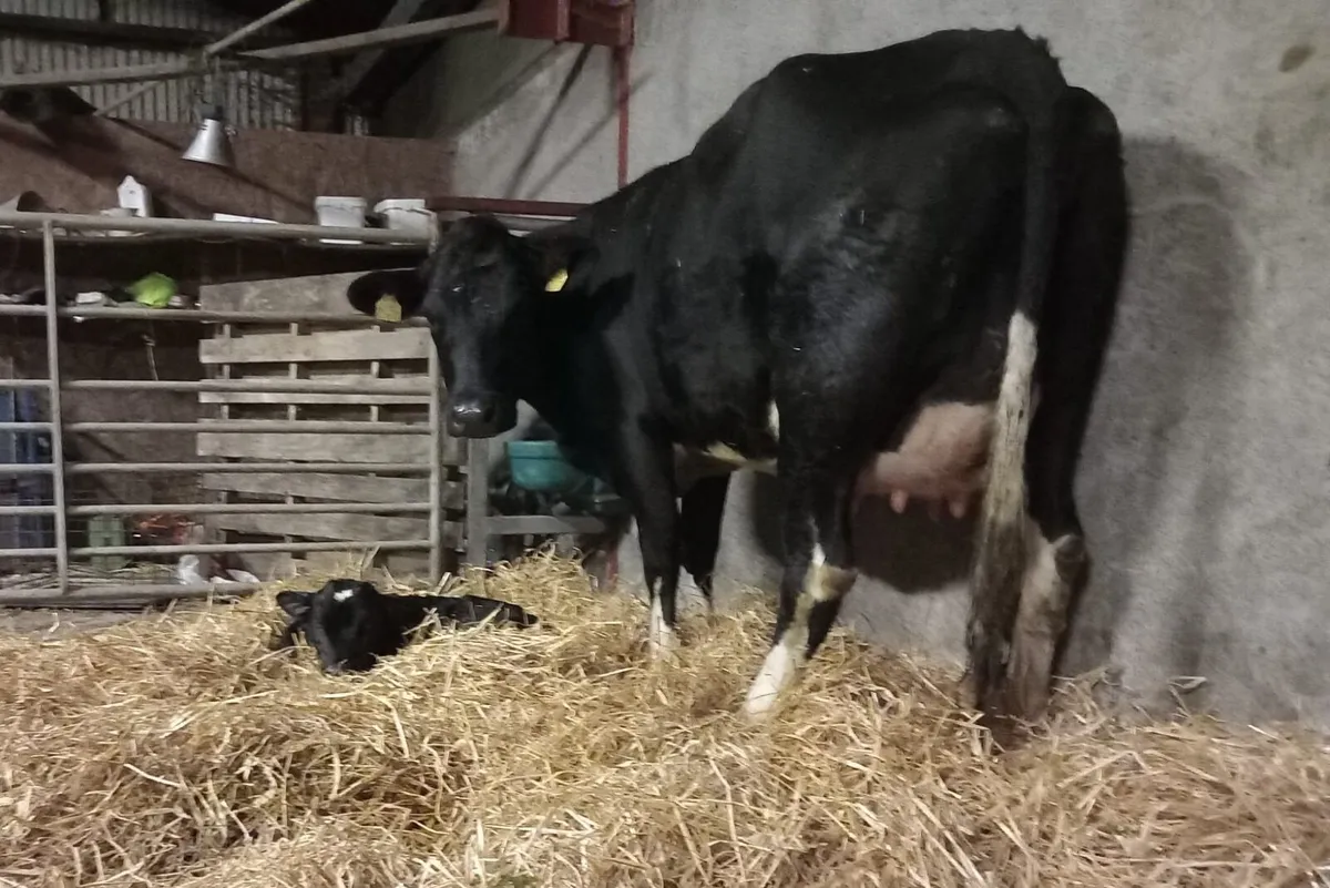 Cows - Image 1