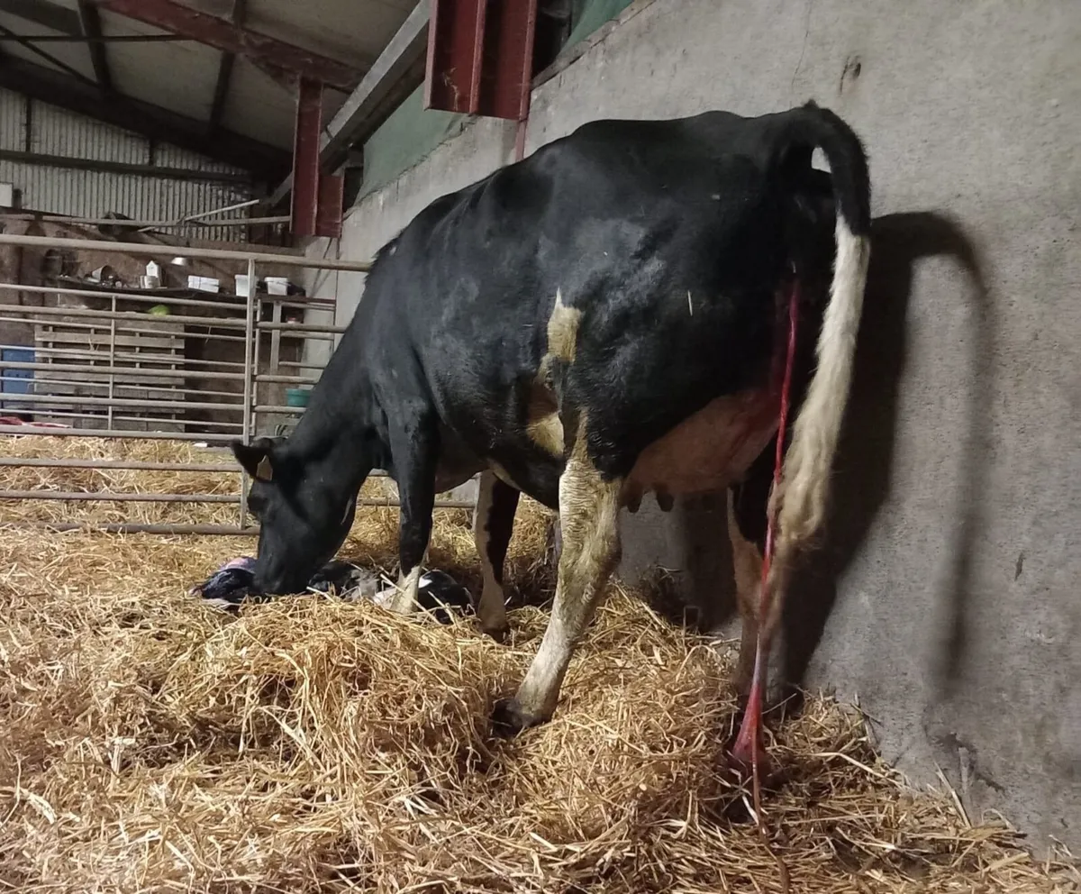 Cows - Image 2